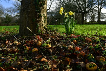 Obraz premium Jersey, U.K. Autumn apples and Spring Daffodils, seasons are quite mixed in Winter.