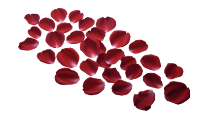 Scattered red rose petals isolated on transparent background