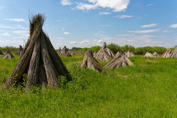 Landschaft am Kis-Balaton bei Vörs, Nationalpark Balaton-Oberland, Balaton, Ungarn
