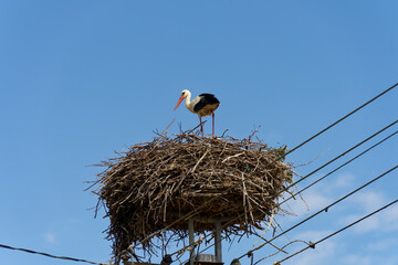 Weissstorch, Ciconia ciconia