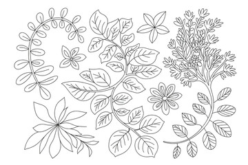 Fototapeta premium A detailed botanical illustration of various plant elements arranged in a top-down view.