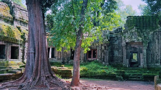 Ta Prom, temple of Khmer civilization, Angkor, Cambodia. Tree roots intertwine with stones, walls, and terraces. Stone walls are covered with tree roots. Ruins in the jungle. 4К
