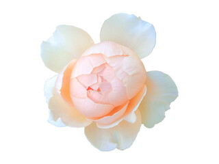 Elegant closeup of a peach cream color of rose in full bloom, isolated on white for botanical or design use.