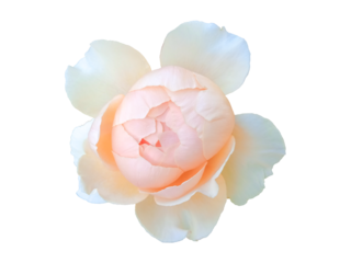 Elegant closeup of a peach cream color of rose in full bloom, isolated on white for botanical or design use.
