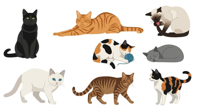 Illustrations collection featuring different cat breeds in various poses and expressions set on
