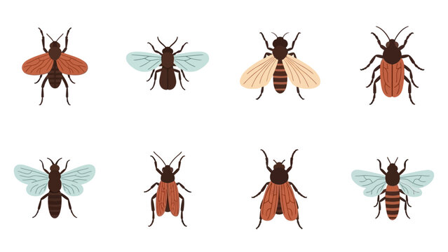 Illustration of eight different types of insects on a white background for entomology studies