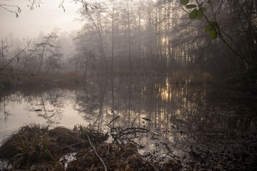 Obraz premium Foggy swamp water reflecting trees during sunrise