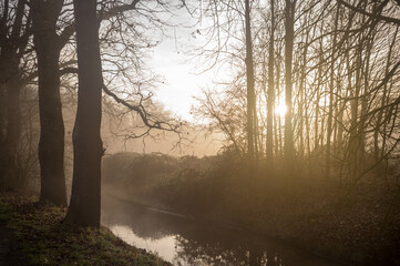 Naklejka premium Woodland stream flowing through foggy forest at sunrise