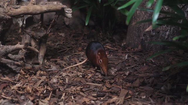 African Giant Elephant Shrew Foraging Digging In Dirt For Food in Leipzig Zoo. Germany