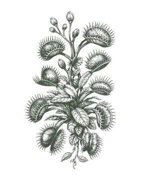 Venus flytrap botanical illustration in scientific vintage engraving style, detailed carnivorous plant study black and white vector artwork