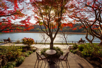 Fototapeta premium Green Water Lotus autumn scenery at West Lake scenic area, Hangzhou, China