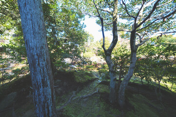 Fototapeta premium 京都の無鄰菴の庭園