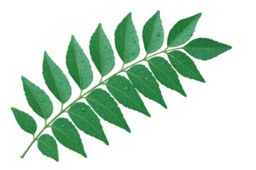 Fresh green curry leaf twig with numerous leaves and water droplets on its surface, transparent background