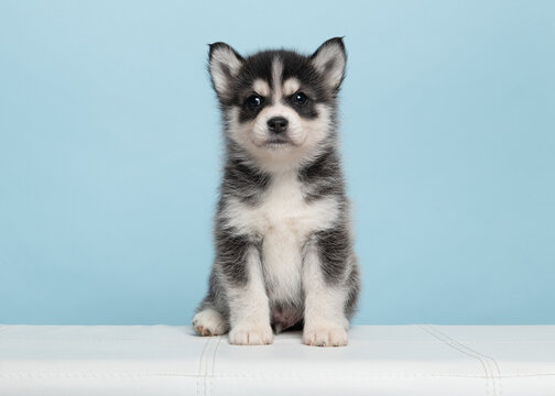 Cute pomsky puppy sitting on a blue background looking alert