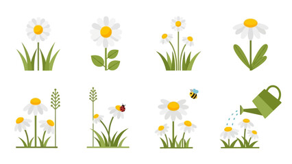 Charming Daisy Flower Illustrations with Bumblebee Ladybug and Watering Can in Simple Flat Design © M.A.K