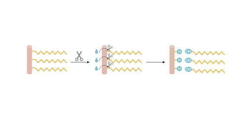 Fat Molecule, triglyceride, Lipid Digestion. Lipase enzyme catalyzes the hydrolysis of fats to Fatty Acids And Glycerol. Colorful scientific diagram. Vector Illustration.