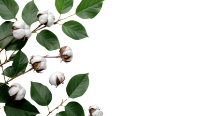 Organic cotton harvest with green foliage and brown bolls on a light backdrop for sustainable design