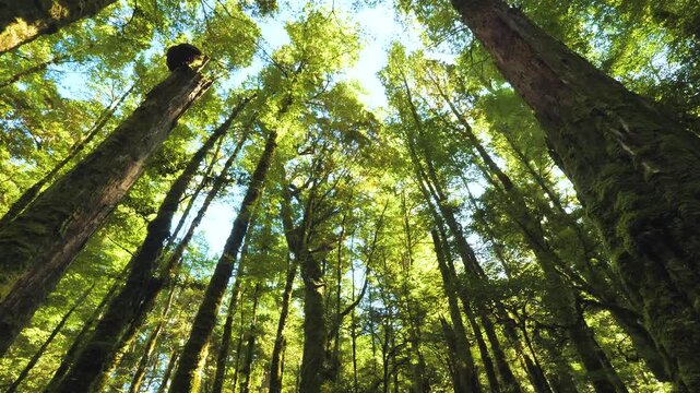 Aerial View of Lush Temperate Red Beech Forest Canopy in New Zealand