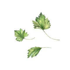 Watercolor parsley illustration, fresh herb sketch isolated on white background, botanical culinary aromatic greenery.
