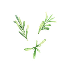 Watercolor rosemary illustration, fresh herb sketch isolated on white background, botanical culinary aromatic greenery.