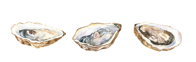 Oysters in shell, watercolor hand-drawn illustration isolated on white background. Clipart set of sea fish drawing. Gourmet food sketch.
