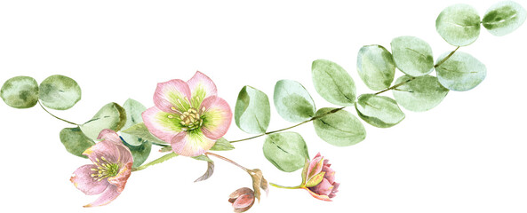 Watercolor branch of eucaliptus