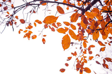Vivid orange and red autumn leaves display a dramatic change of season. Captured with selective focus against a bright sky background. Great for fall promotions. Background of bokeh effect.