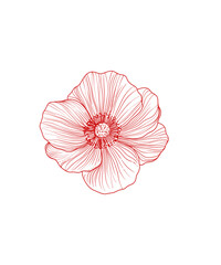 pink flower isolated on white