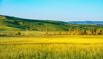 Lush green terraced hills meet ripening yellow wheat fields in the Anatolian heartland of turkey under a clear summer sky. Excellent background for advertising.