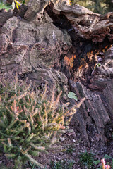 Fototapeta premium Driftwood texture of an old tree trunk used as a natural background. Weathered wood surrounded by heather bushes and grass, showcasing organic materials and garden landscaping design in nature.