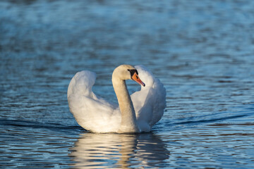 Mute swan with heart-shaped wings