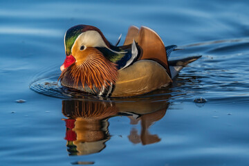 20-12-2025 Ry, Denmark - Mandarin Duck
