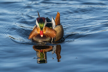20-12-2025 Ry, Denmark - Mandarin Duck