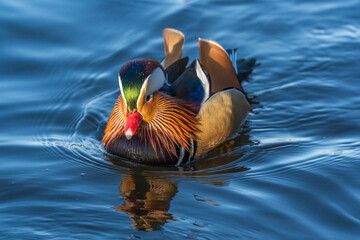 20-12-2025 Ry, Denmark - Mandarin Duck