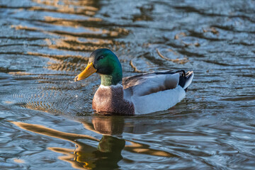 Mallard male