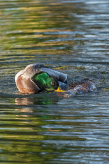 Mallard male and female