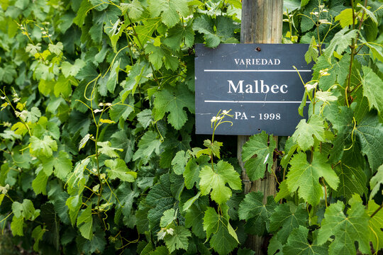 Vi&ntilde;edo de uvas tipo malbec para la producci&oacute;n de vino tinto argentino.