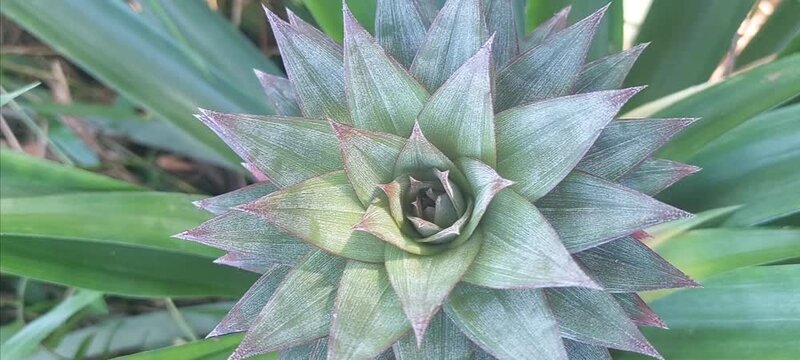 close-up view of pineapple shoots .