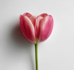 Pink tulip blossom in stark white studio setting, elegant and simple