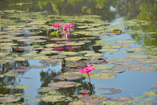 Pink water lilies in pond