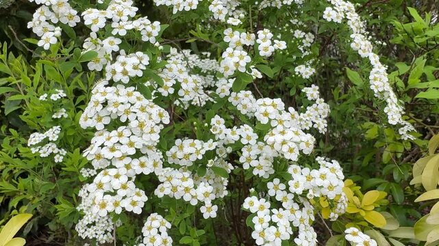View of Bridal Wreath spirea in flower, England