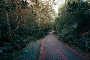 Atmospheric View of a Red Brick Paved Forest Road Winding Through Dense, Overgrown Wooded Canyon Area