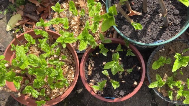 View of rooting hydrangea cuttings in containers, England