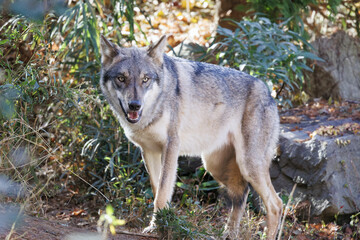 立ち止まるオオカミ