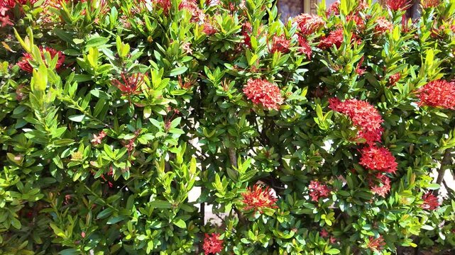 Dense red ixora bush in full bloom
