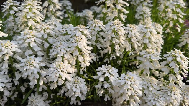 Video of white iberis candytuft in flower in springtime
