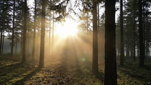 Sunbeams pierce through the dense forest canopy creating a magical atmosphere.