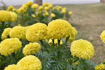 Bright Yellow marigold flower blossom in garden, Bright Yellow Mari Gold flowers for decorate garden, Close up of beautiful Yellow marigold flower. Nature, Marigold flowers bloom in the morning, Mari
