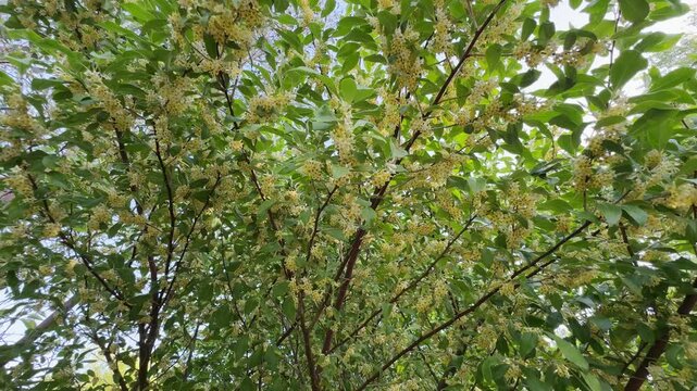 Elaeagnus shrub in flower, England