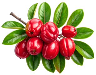 Madrono fruit branch with leaves realistic isolated on a transparent background. More by ARNIKA ISLAM